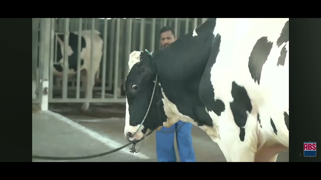 INSANE Power! 💪 Meet the powerfull ABS Rodeo Bull 