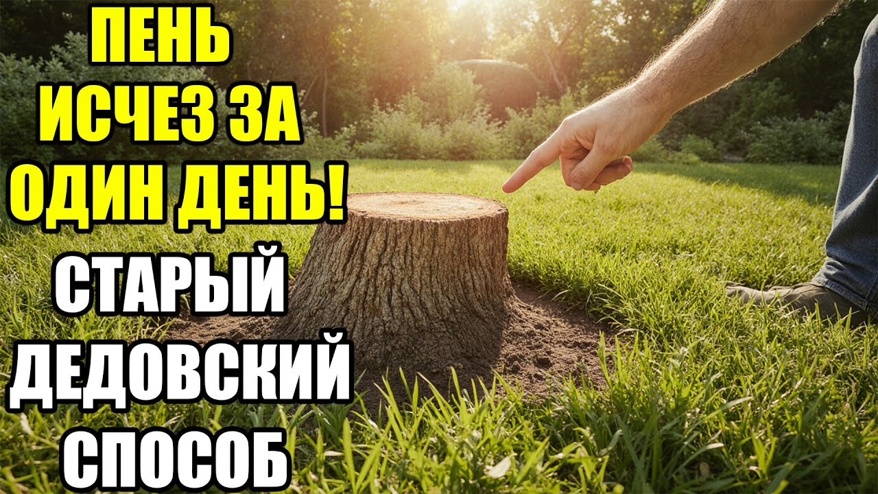 Я удалил старый пень за один день! Дедовский секрет, который разрушает дерево без топора и техники!