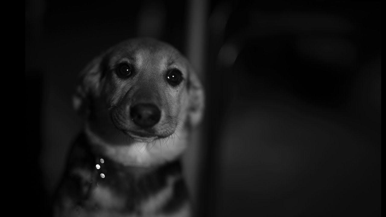 Собаки. Урок 72. Фотошкола Олега Зотова.