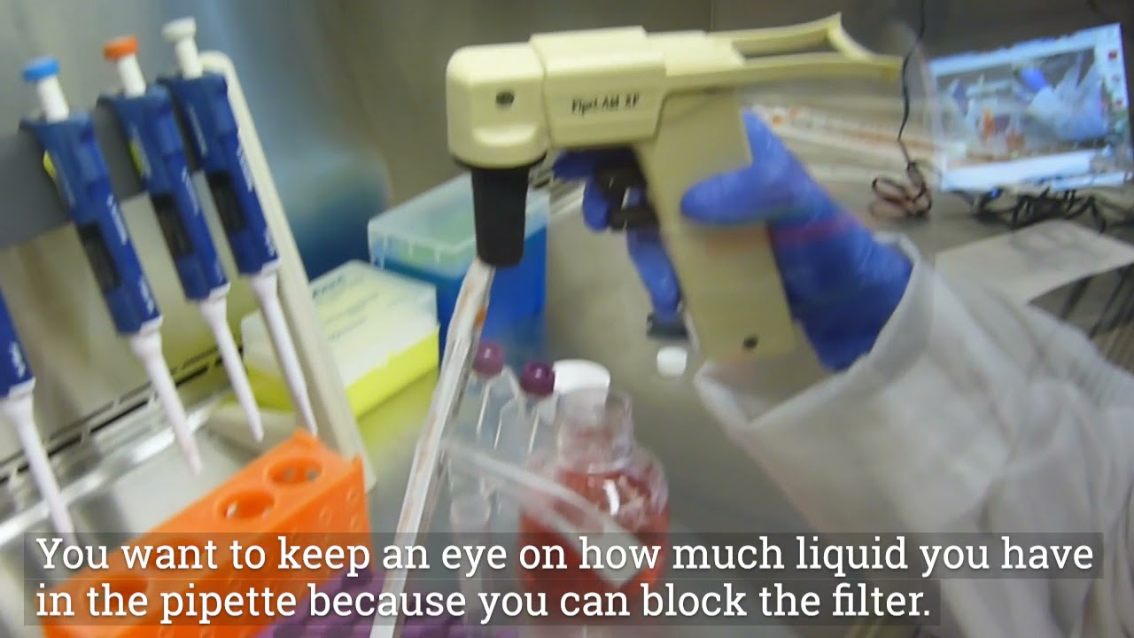 Lab 2: Stem Cell SC Culture