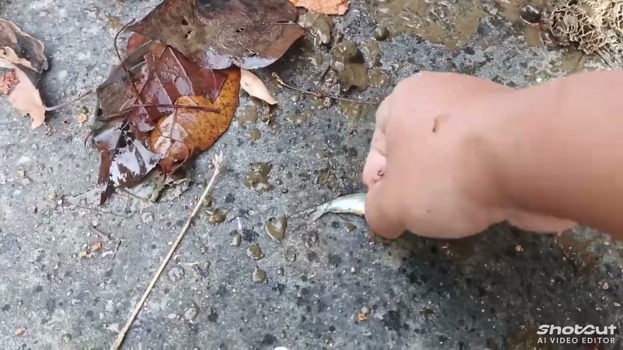 Lunghmul lui ah Kalamipa nen Ulawng kan man e.