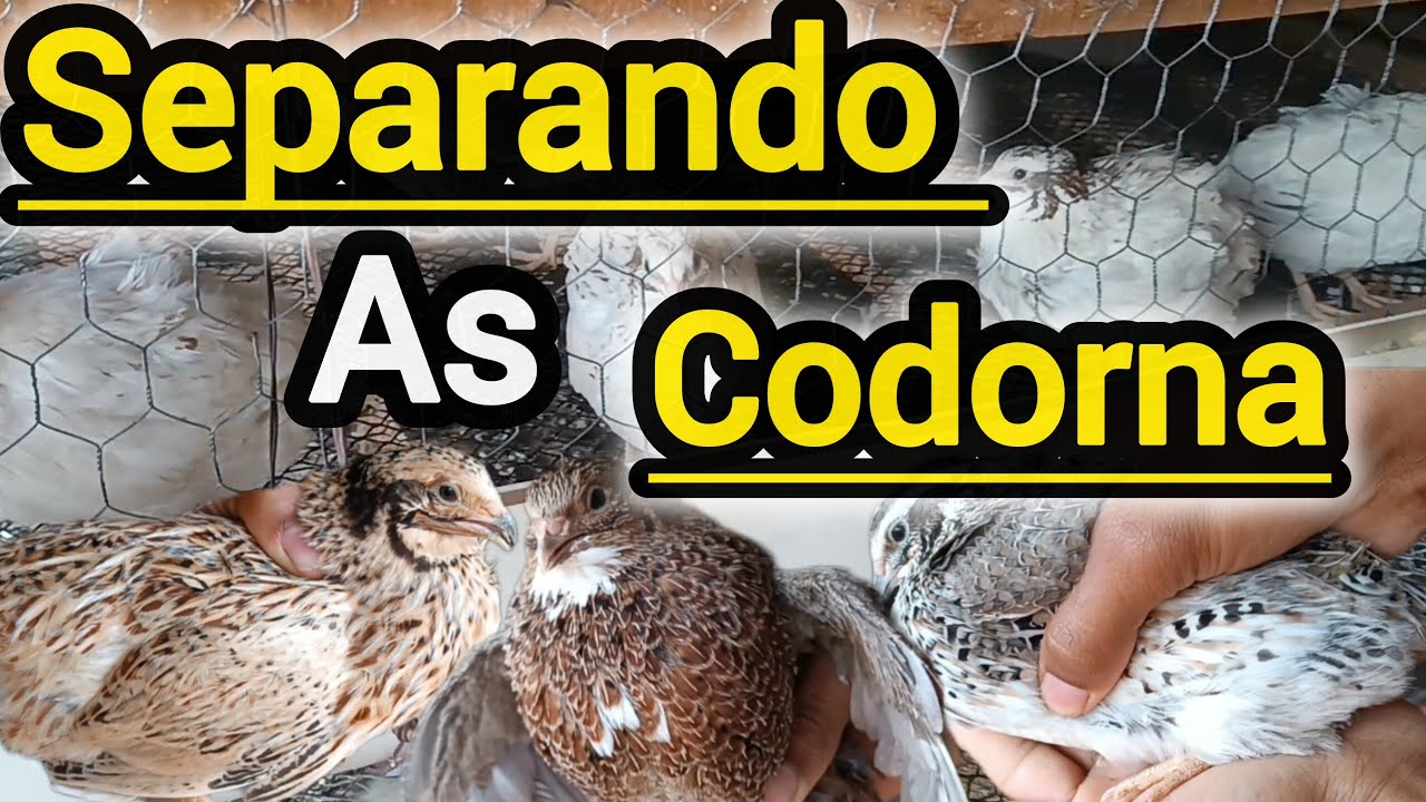 SEPARANDO as CODORNAS GIGANTE 