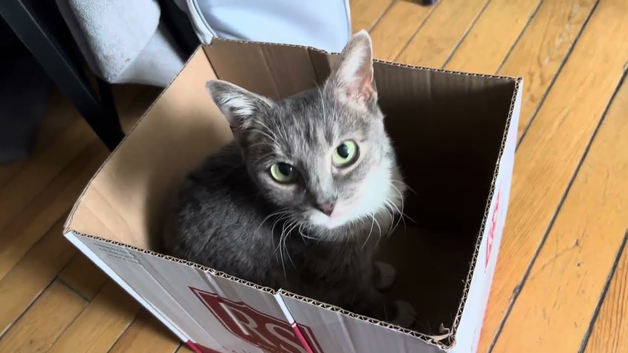 Cat and Box — A Tale As Old As Time