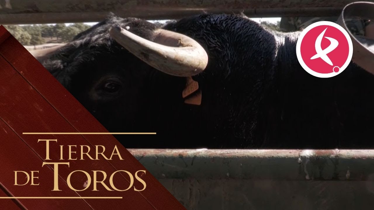 Marqués recibe las curas de su propia ganadera | Tierra de Toros