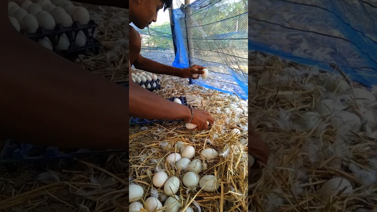 My duck has grown many eggs. Raising ducks in the village. #duckfarmer #duckfarm #village #shorts