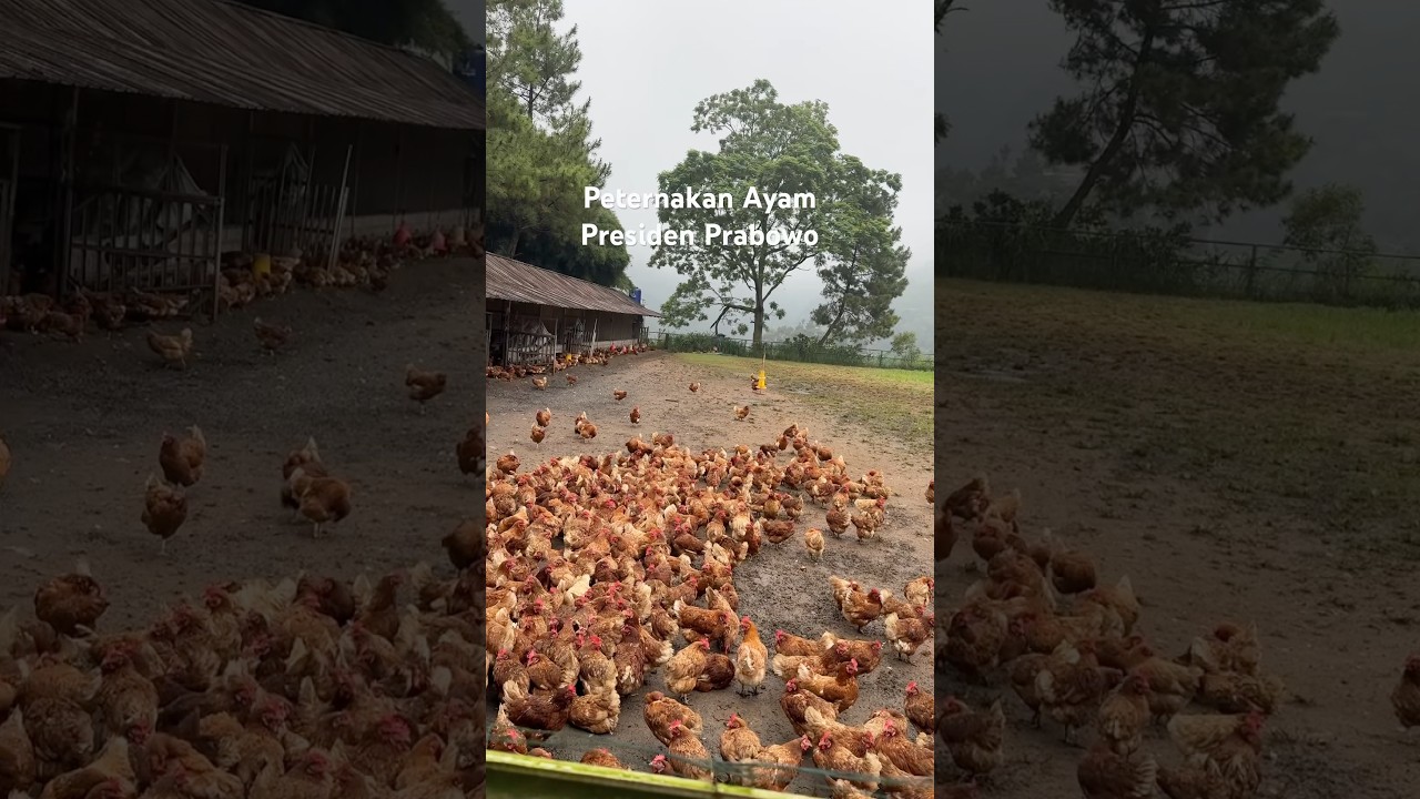 Птицеферма президента Прабово #shorts #short #viral #chicken #prabowo #farm #fyp #viral #ok