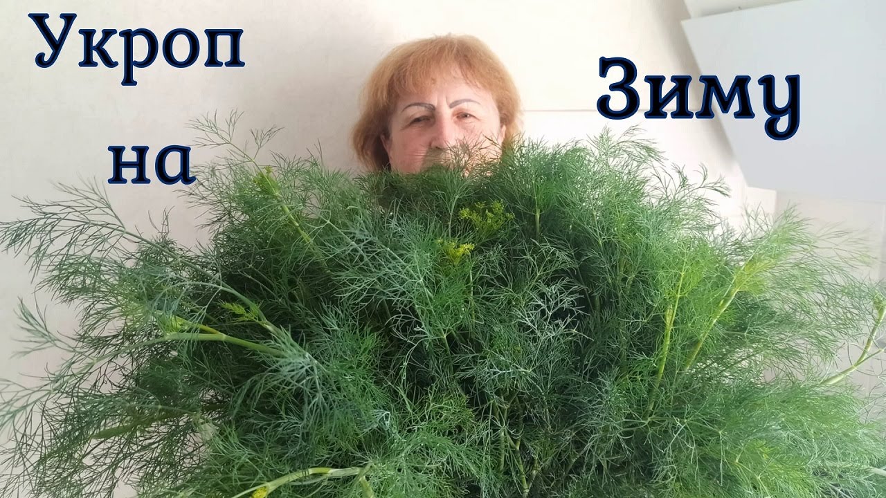 Как заготовить укроп на зиму!!!