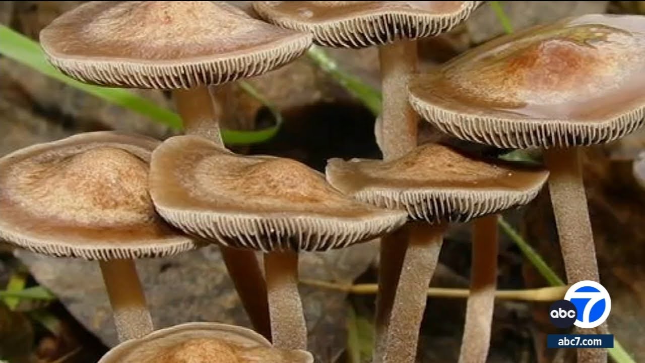 SoCal physician delves into psychedelic drug therapy for mental health