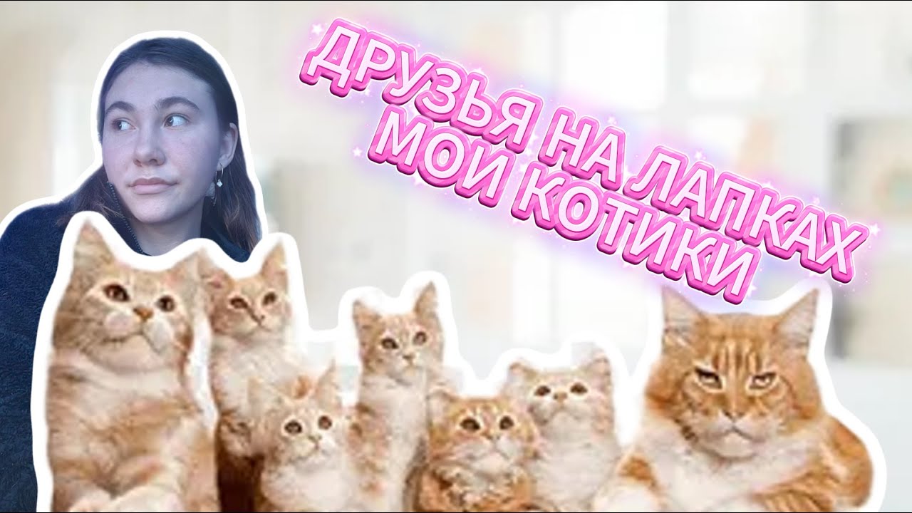 ДРУЗЬЯ НА ЛАПКАХ | МОИ КОТИКИ (ТРИКСИ, ФИКСИК, КУЗЯ, МАКСИК, КАСТИЭЛЬ)