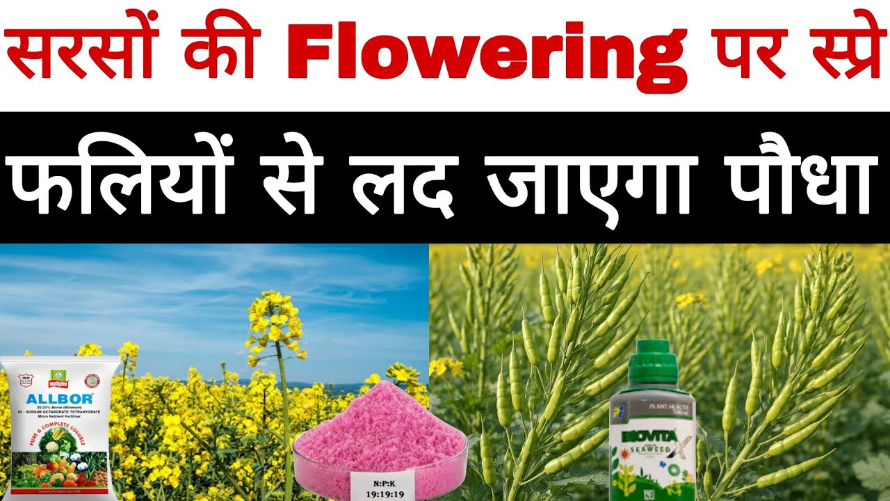 सरसों की फ्लावरिंग स्टेज में ये 5 गलतियां मत करना | नहीं तो फली नहीं बनेगी ❌