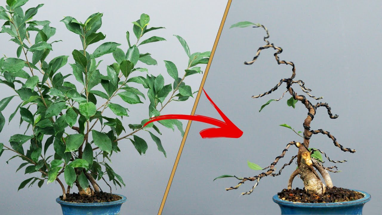 MISE en FORME d'un FICUS GINSENG 🌳AFDB🌳