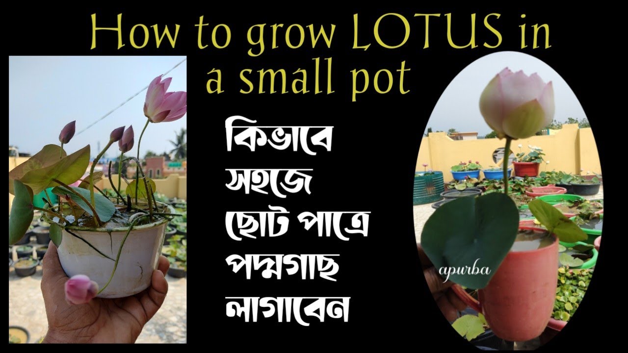 কিভাবে সহজে ছোট পাত্রে পদ্ম গাছ লাগাবেন