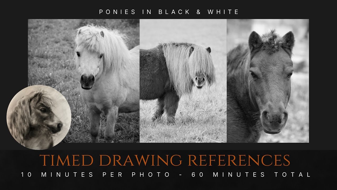 Timed Drawing References of Ponies/Small Horses. 10 minutes per photo - 60 minutes total.