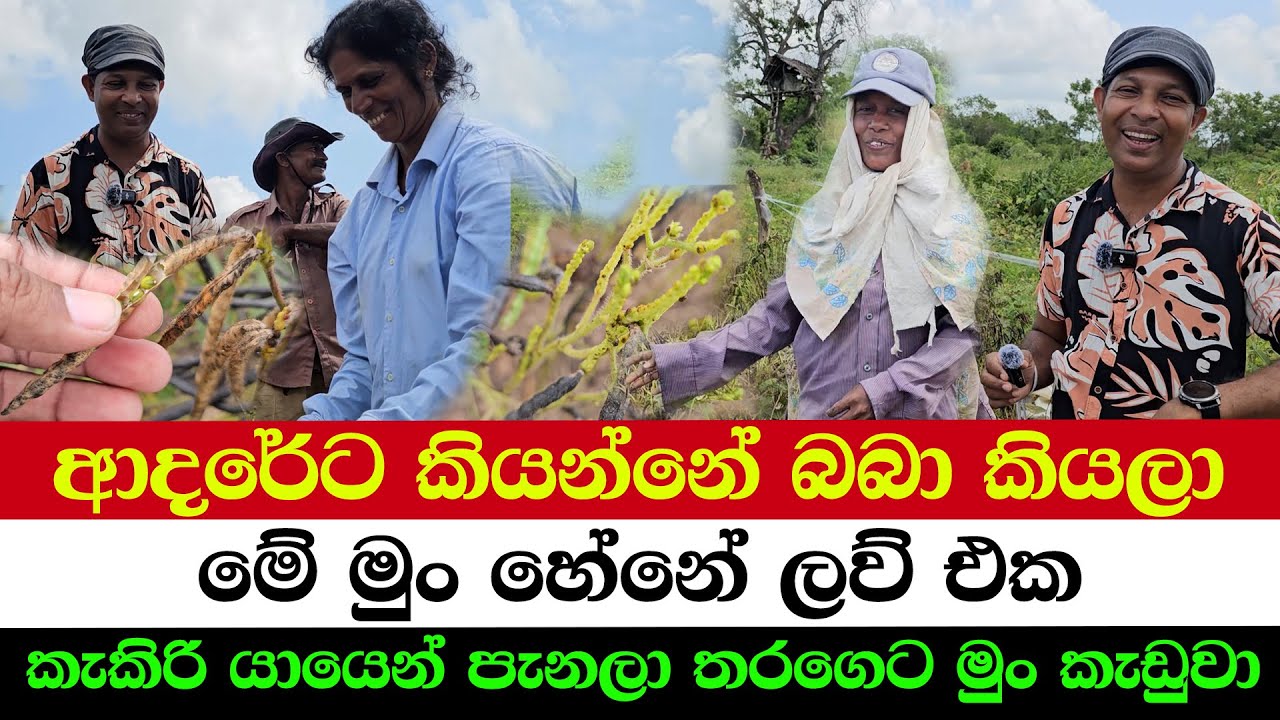 The Sweetest Love Grew with the Crops | A Mysterious Farming Community in the Wilderness
