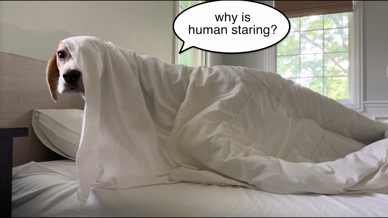 Cute beagle gets trapped in blankets