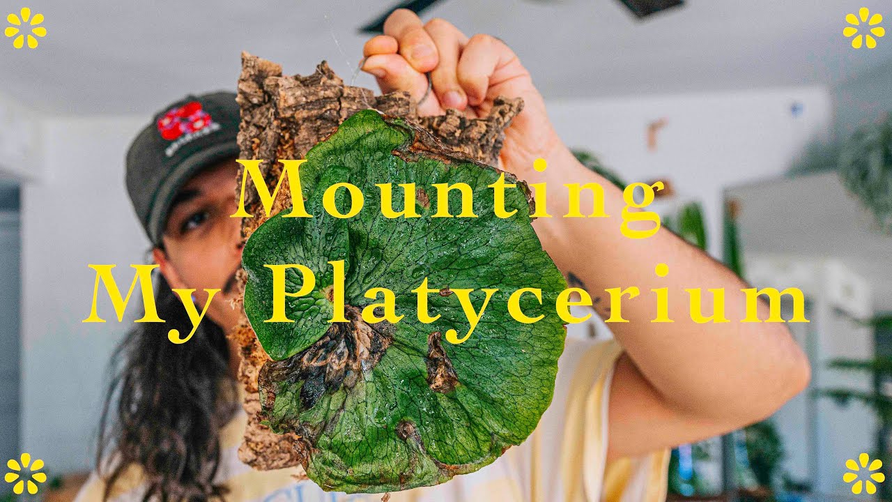 How I Mounted My Platycerium 🪵🌿 ║ Using Cork to mount