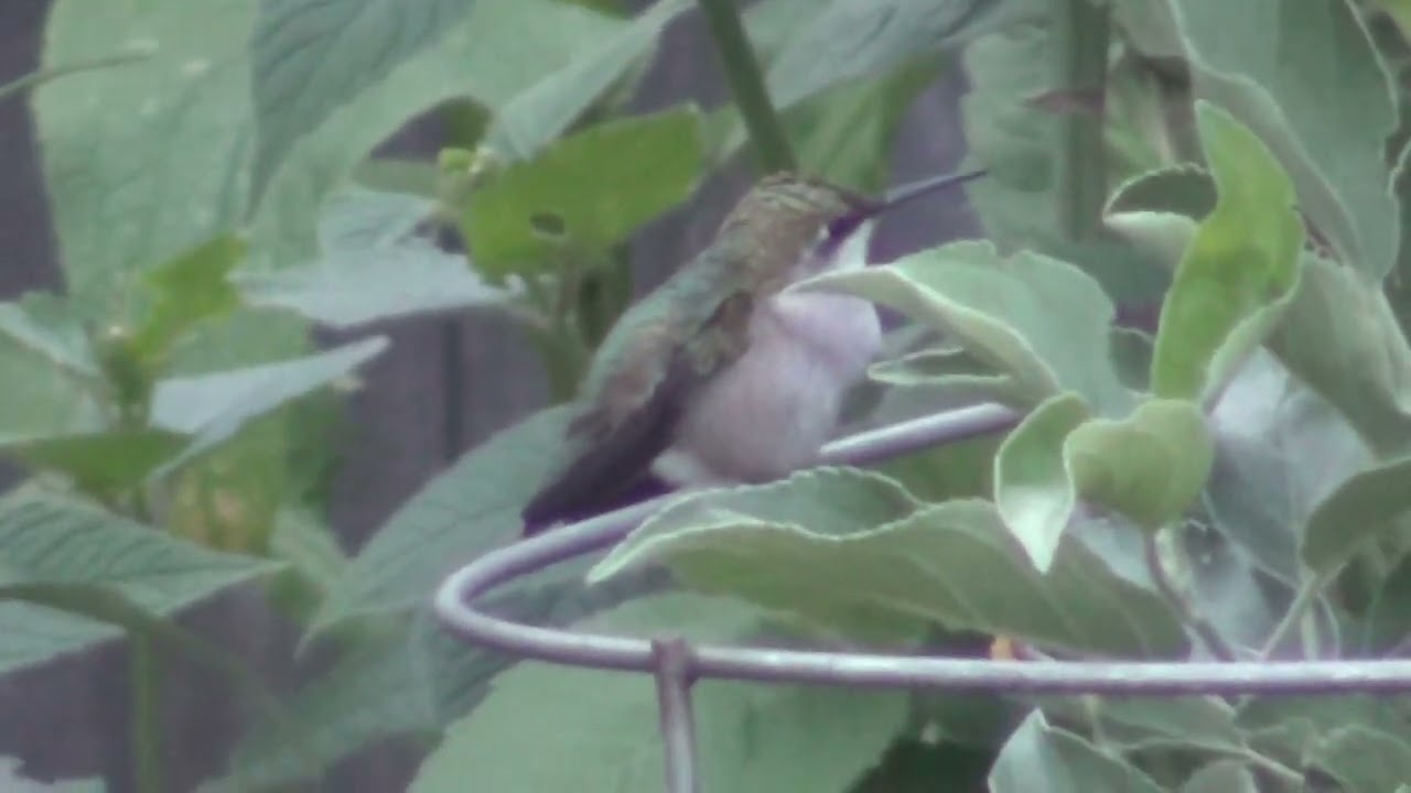 Hummingbird feeding on Bee Balm