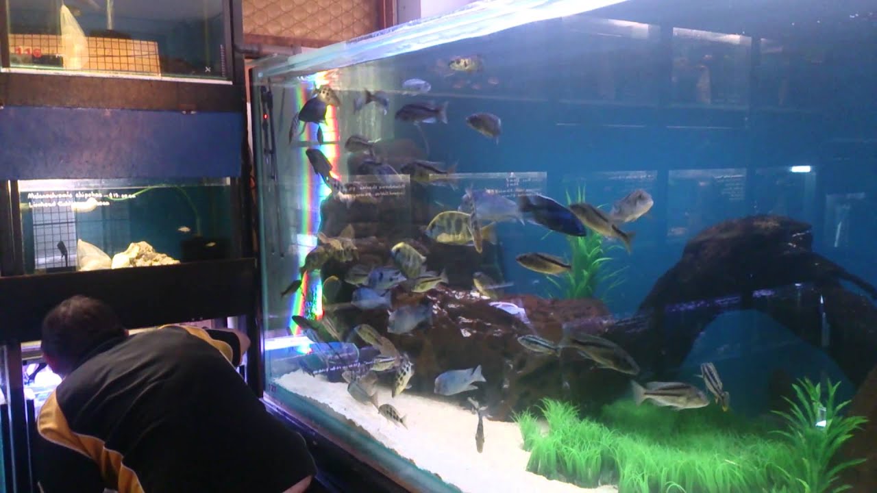 Mega tank of large African Cichlids