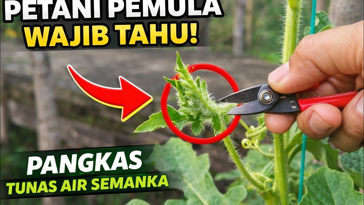 Pemangkasan sulur air semangka 