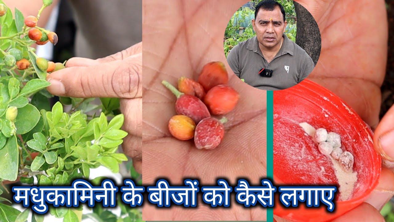 मधुकामिनी के बीजों को कैसे लगाए || How to grow a plant from Madhukamini seeds ||