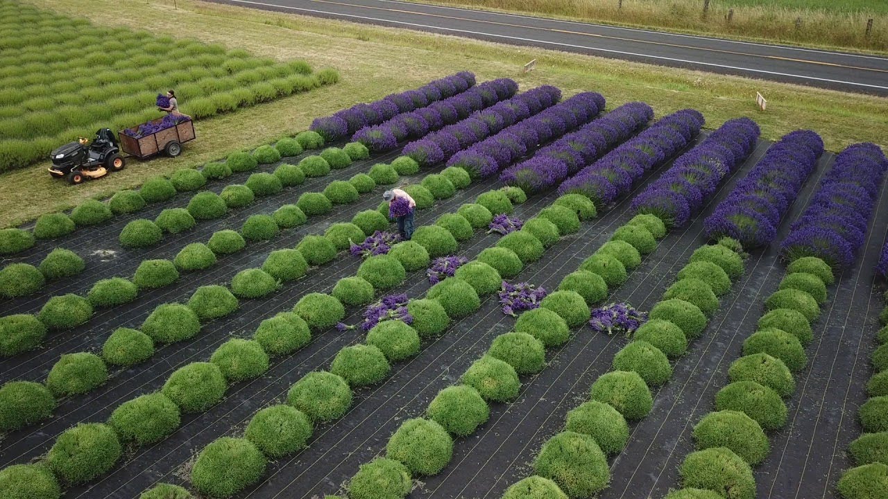 Wonderful Lavender Fields Harvest - Lavender Essential Oil Distillation - Making Of Lavender Soap!