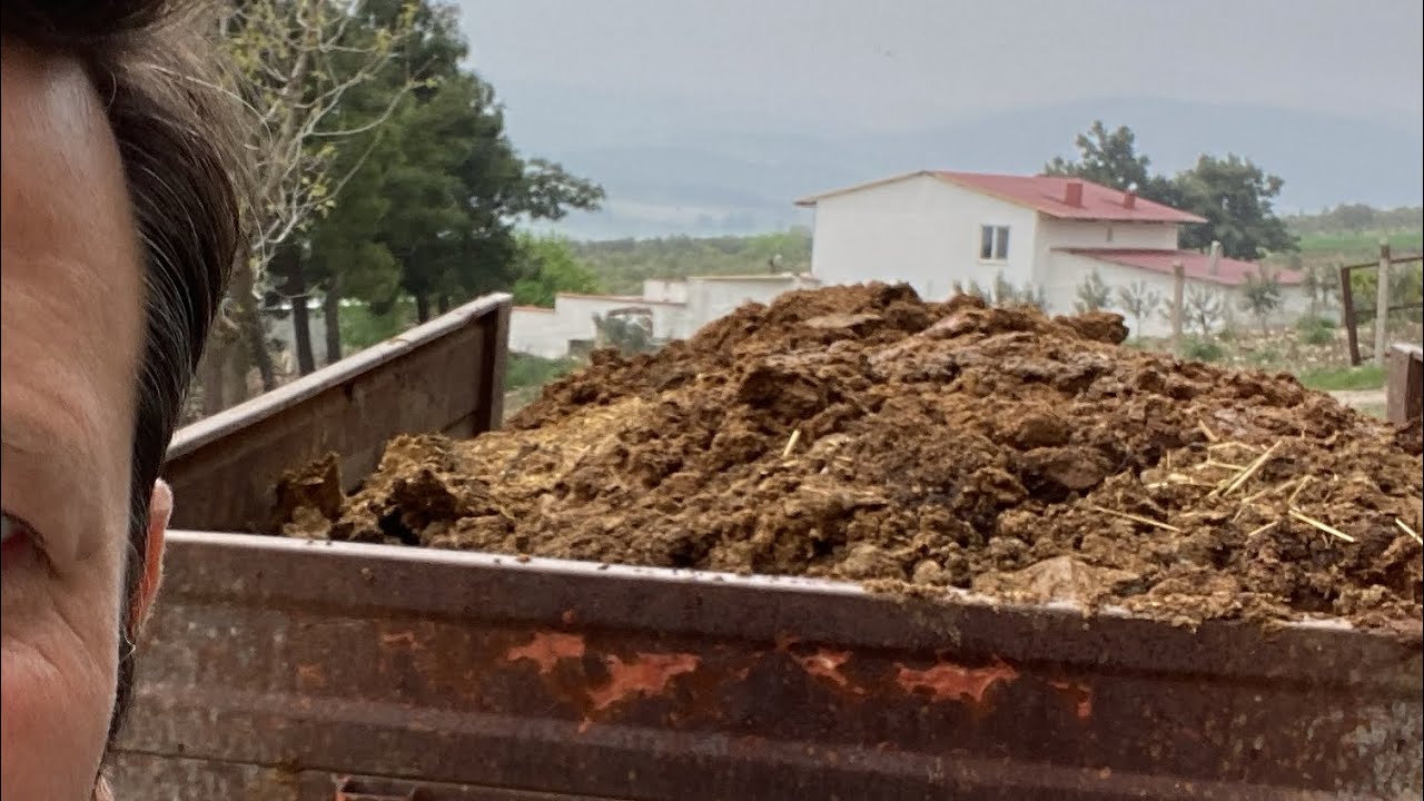 Zeytinliğe Dumanı Üstünde Hayvan Gübresi Attık
