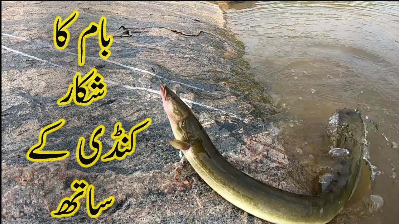 Bam machali ka shikar || fishing at jhelum river || fishing in pakistan || fishing videos 2022