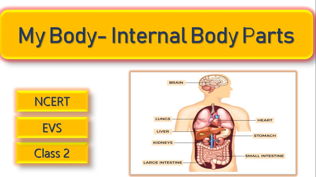 EVS| Class 2| Internal Parts of our body| Internal organs and their functions for kids| Worksheets