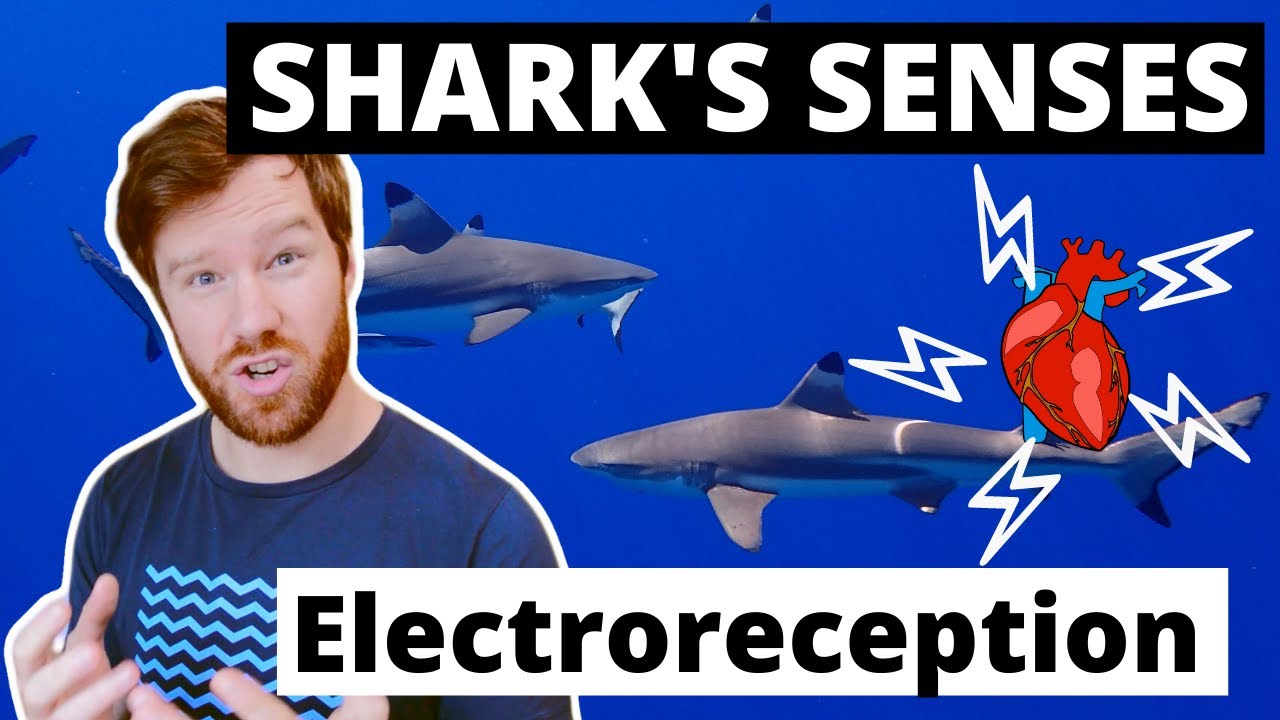 How do SHARKS sense the HEARTBEATS of prey? - SHARK SENSES and the SCIENCE behind electroreception!
