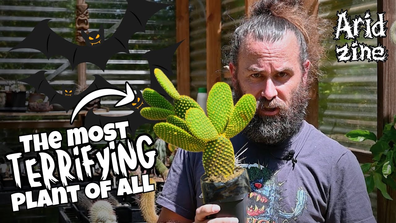 Spines, toxins and terror: the spooky side of succulents