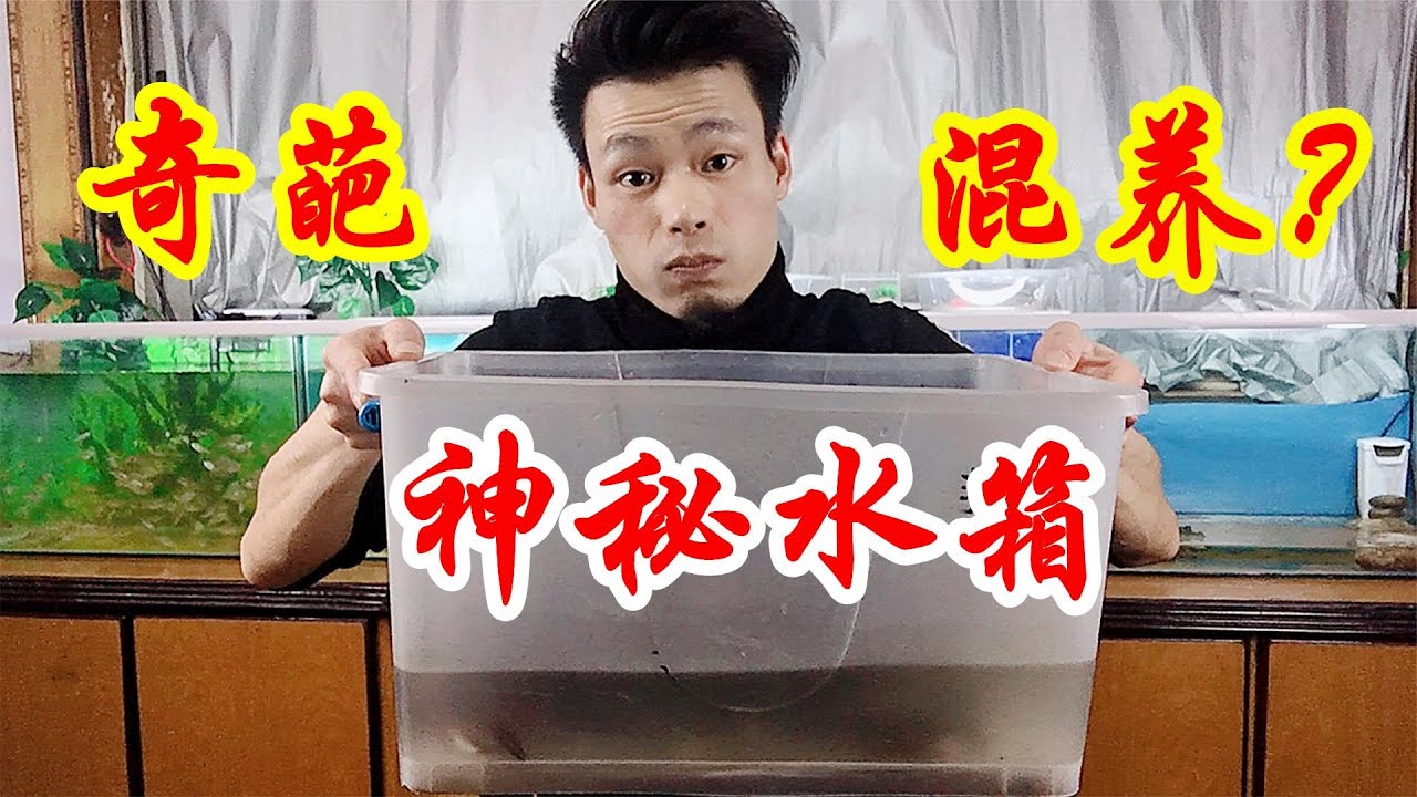 不按常規的飼養方式，巴西龜和小龍蝦“一鍋燉”，意外發生了