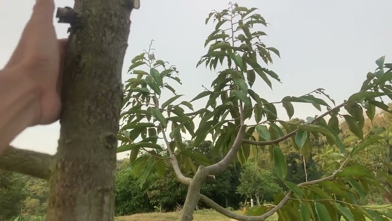 2 Pokok Duri Hitam Tabur Baja Fertiva