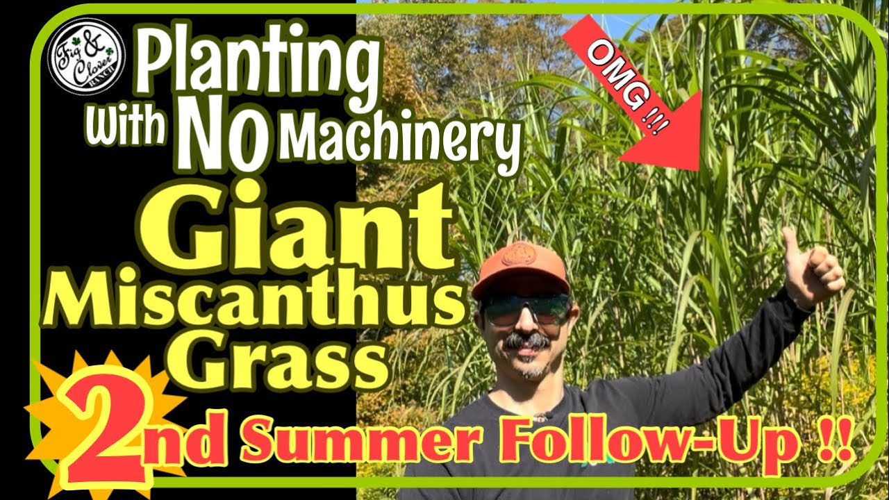 Посадка гигантского мискантуса — 2-е летнее наблюдение 🌾 — проверка на наличие оленей🦌 #посадка #...