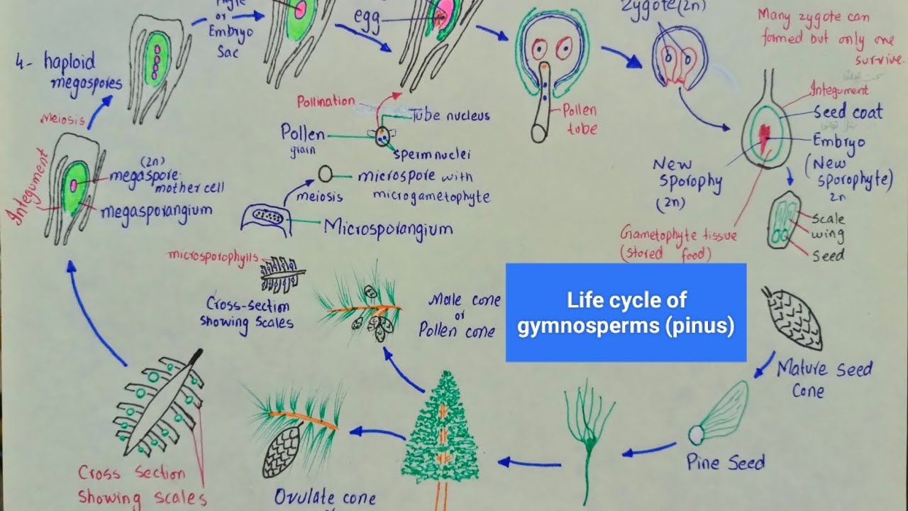 Life cycle of pinus | Life cycle of gymnosperms | class 11
