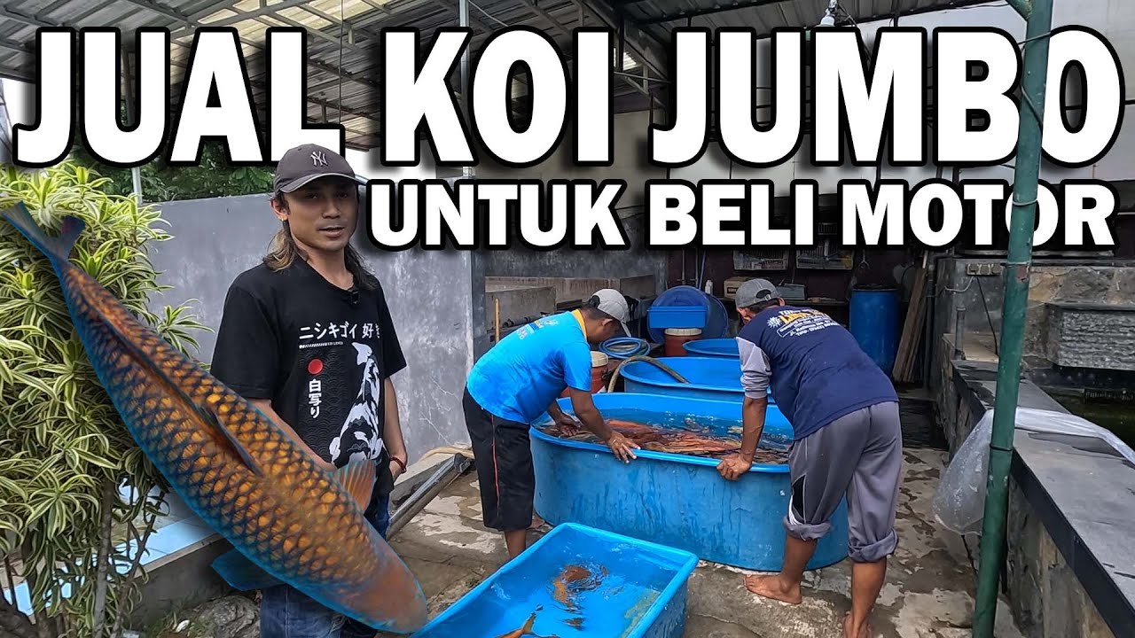 TIDAK SEMUA IKAN KOI JUMBO ITU MAHAL } JUAL UNTUK BELI MOTOR