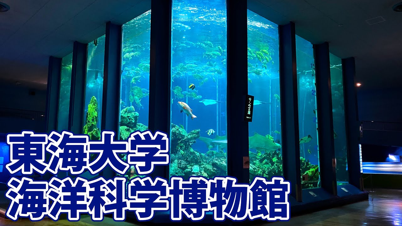 【東海大学海洋科学博物館】一般公開終了前にじっくり回ってみた【清水区三保】