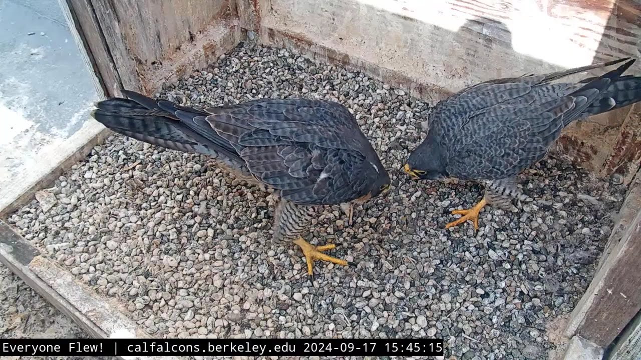 9/17/24 Annie and Archie Perform a Head Bow Display