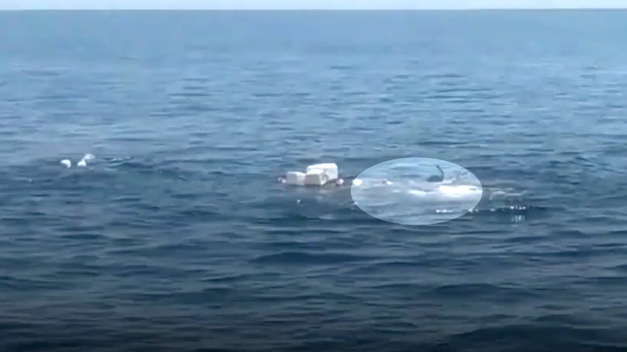 Casal observa movimento estranho no mar. Debaixo do lixo, um animal precisa de ajuda