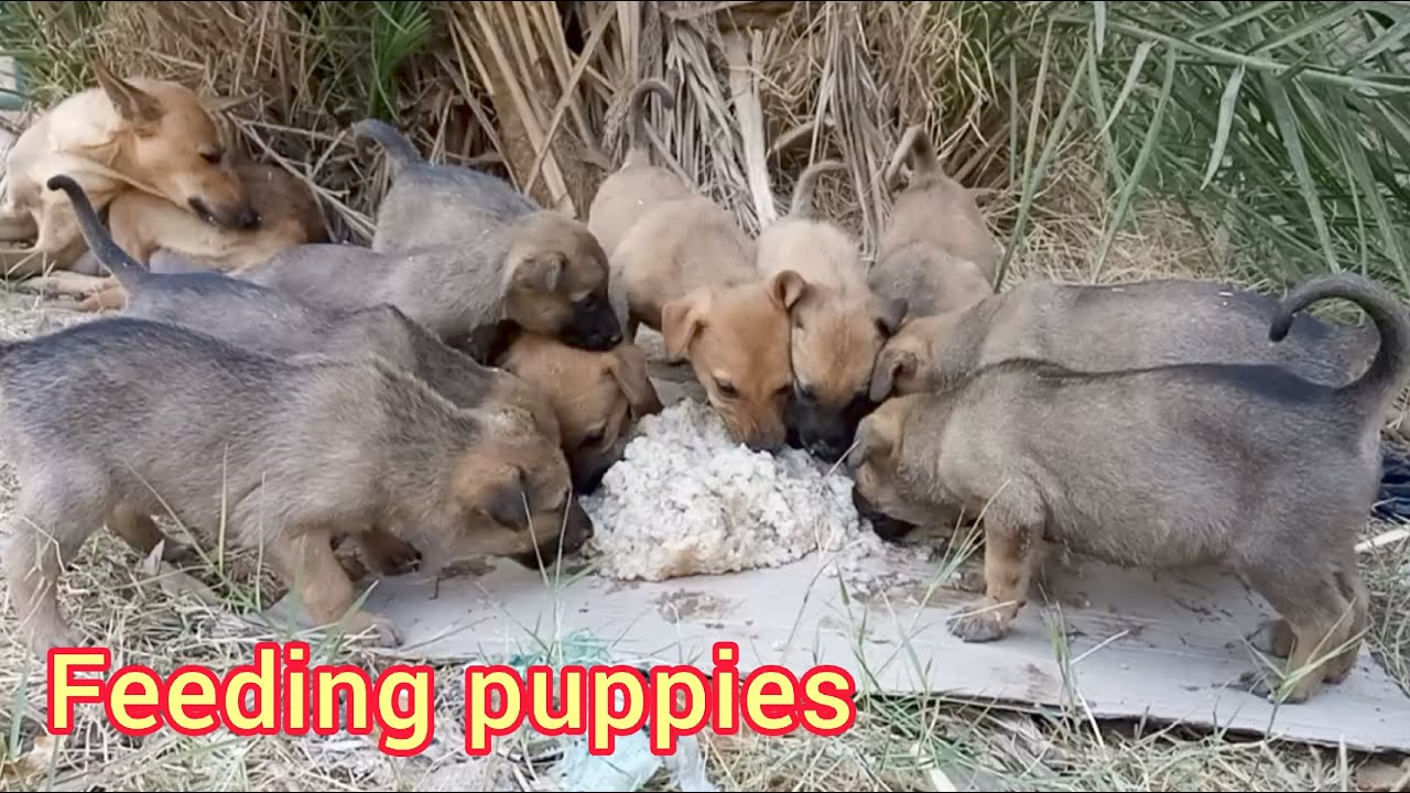 Great day feeding hungry puppies