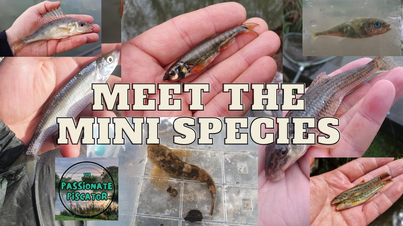 Mini Species Special - The Unsung UK Freshwater Fishes