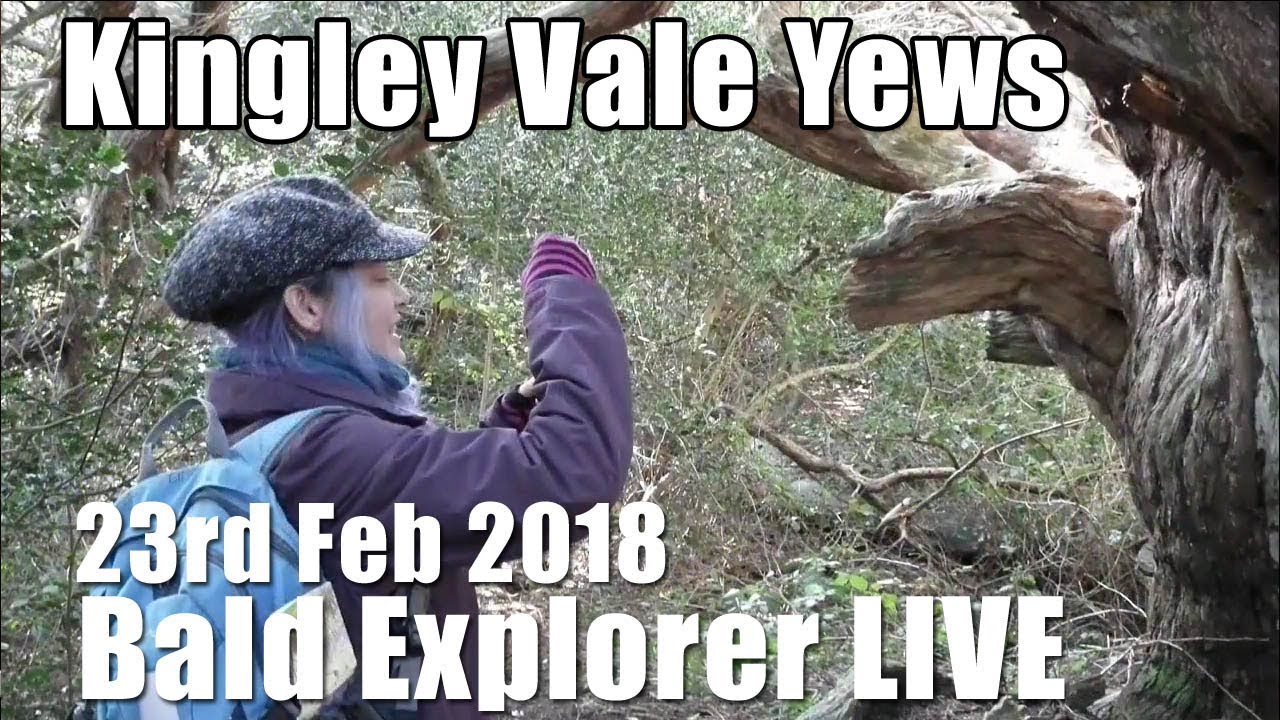 Bald Explorer WAS LIVE:   Kingley Vales and the Ancient Yews