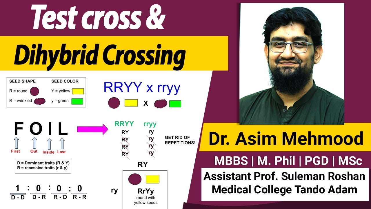 Dihybrid Cross & Test Cross Made Easy ( Hindi / Urdu )
