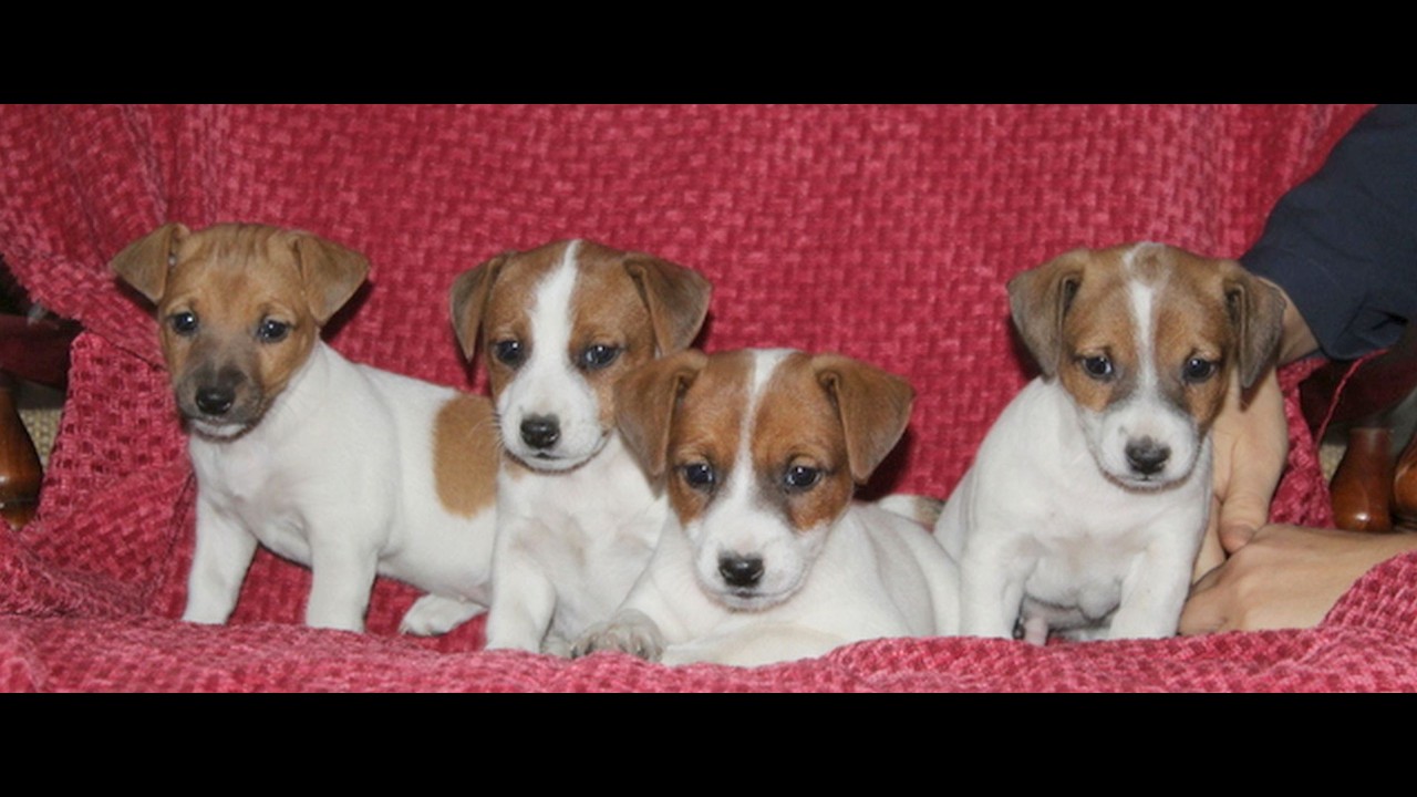 Jack Russell Terrier Puppies for Sale