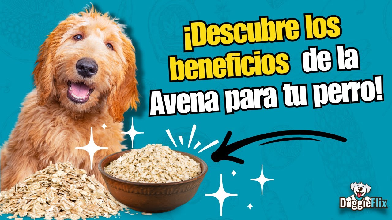 La Avena: El Secreto de  su Beneficios para tu Perro