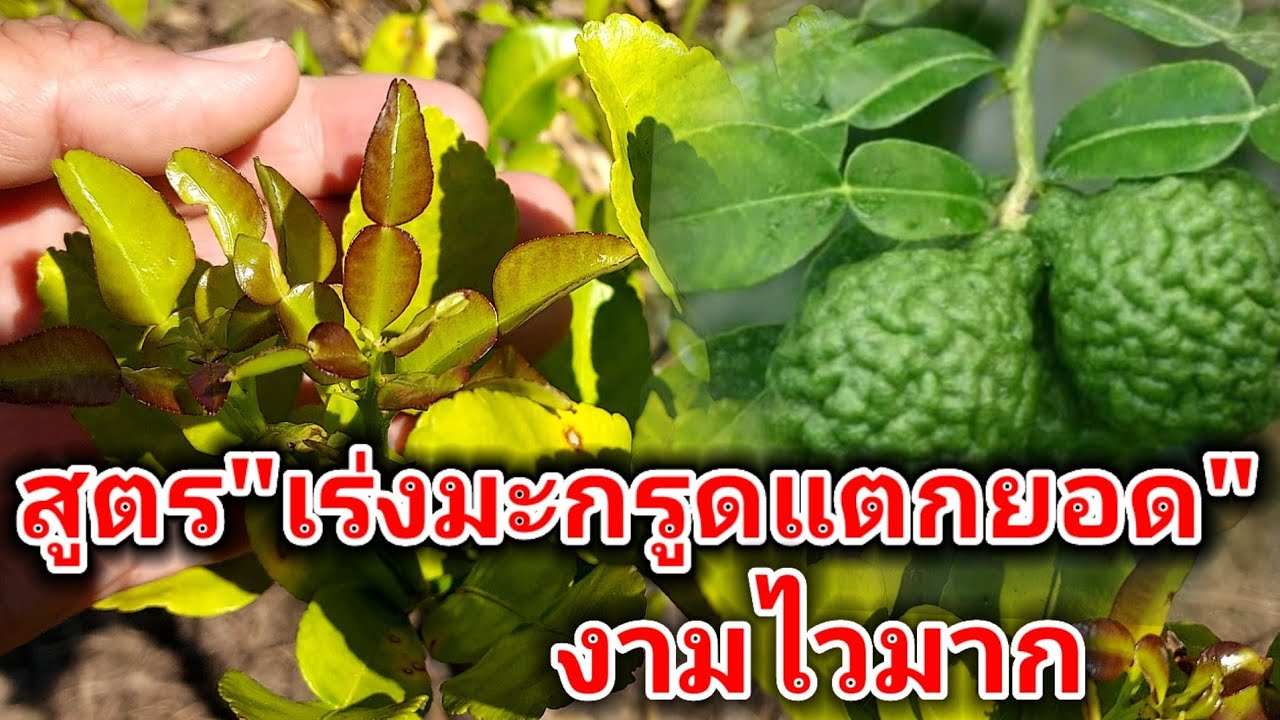 สูตรเร่ง 