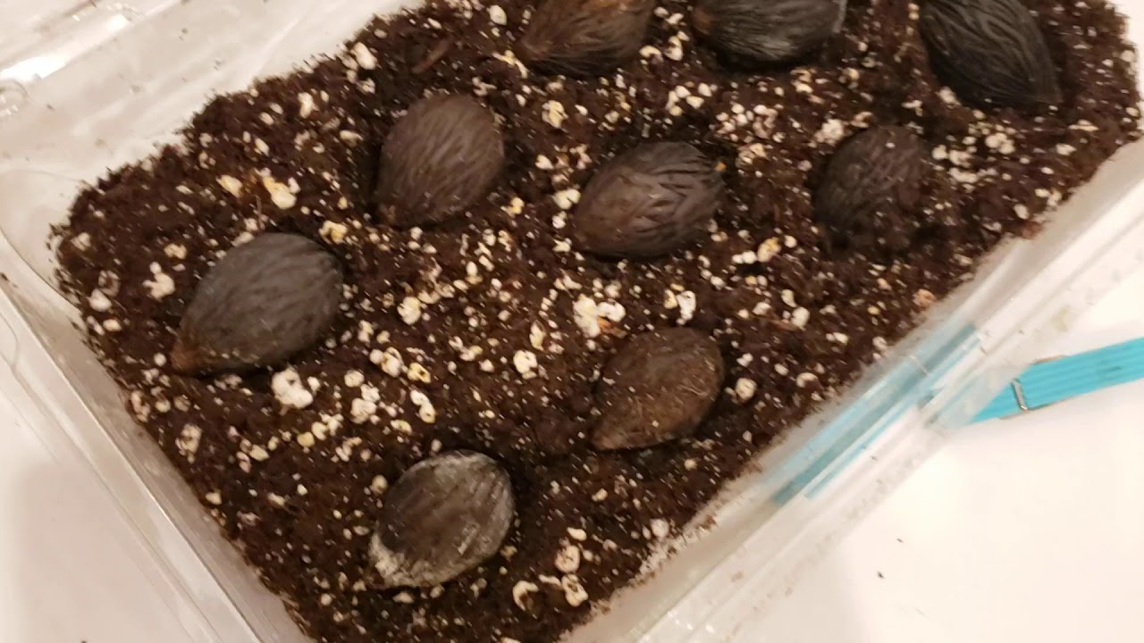 2 week germinated Bismarckia nobilis silver and Foxtail seeds