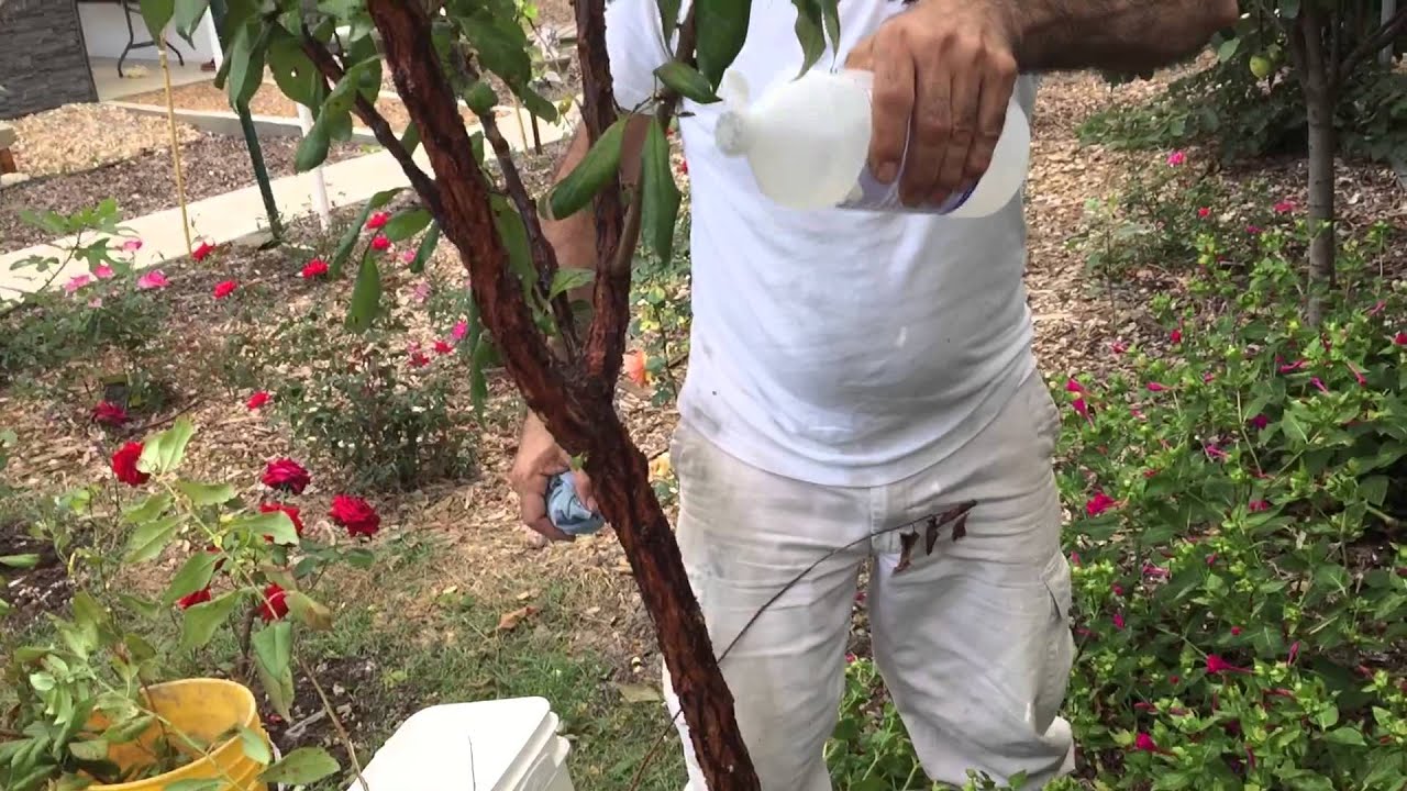 آموزش باغبانى با صابر بيمارى canker خوره در درختان ميوه گل
