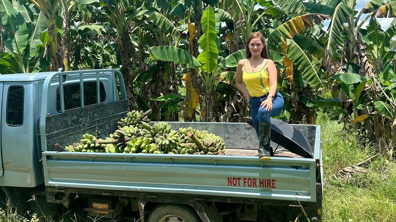 Harvest nang saging ( Cardava )