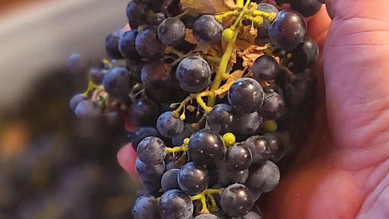 Making HomeMade Merlot Wine.  Part 1