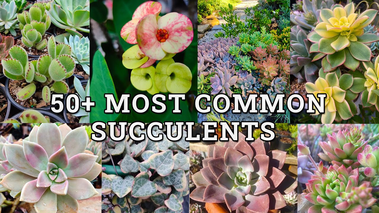 50+ Most common types of succulents